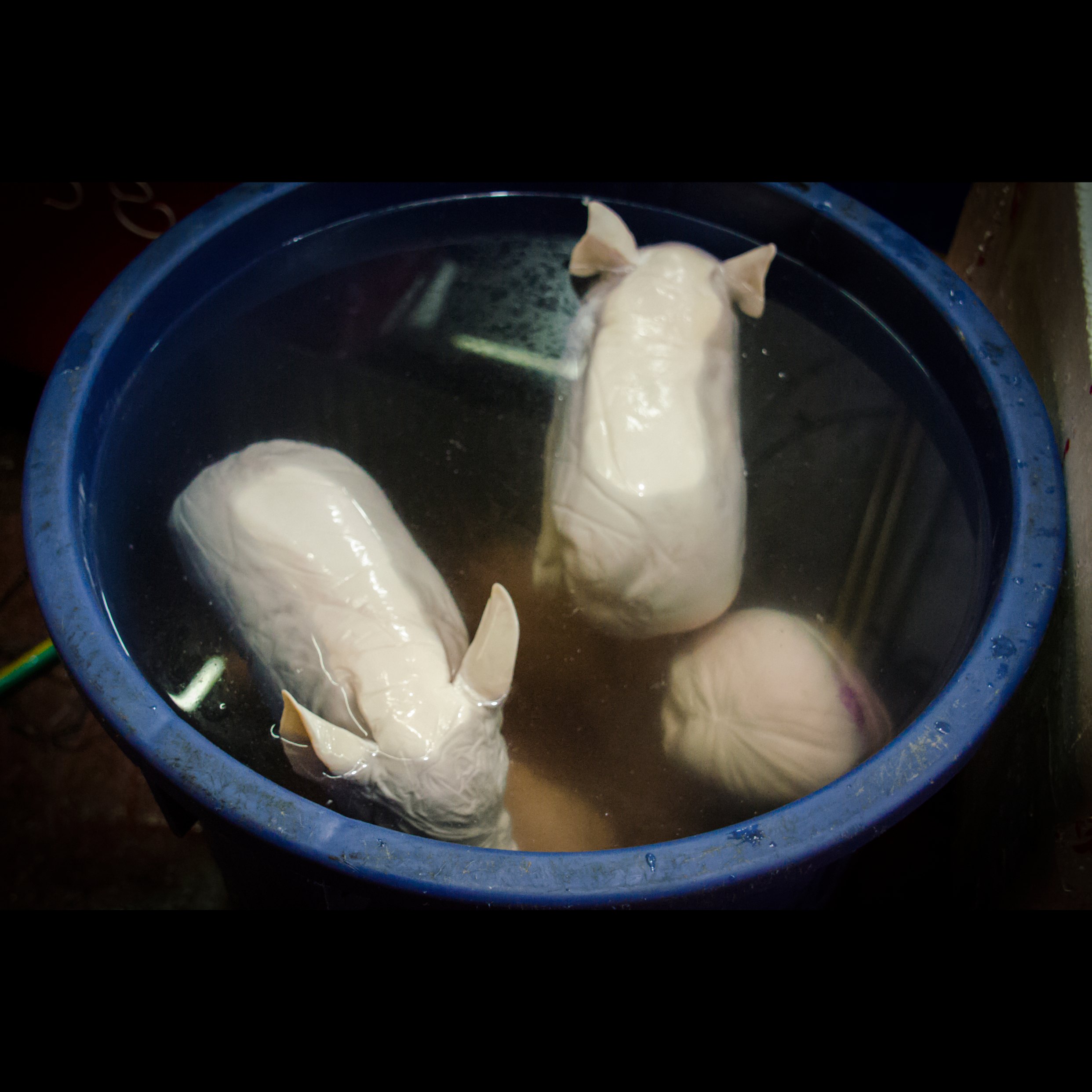 Bangkok Thai Cuisine: Suckling Pigs in Brine