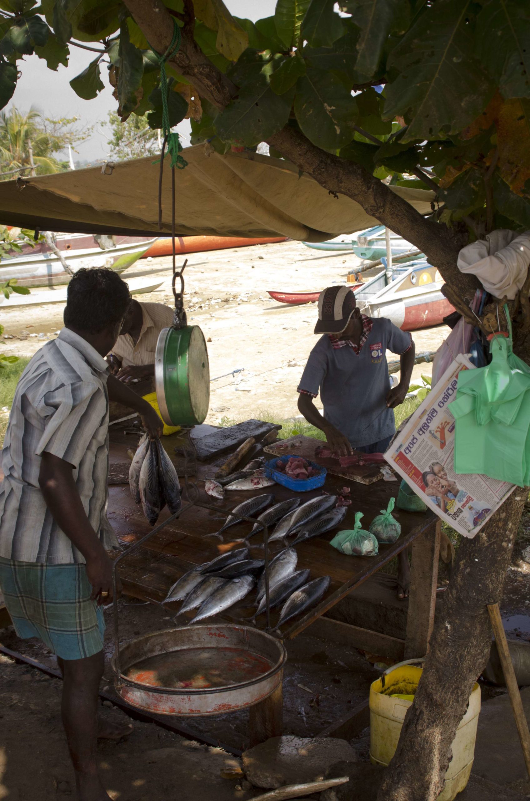 Visiting Sri Lanka: Fish right off the boat