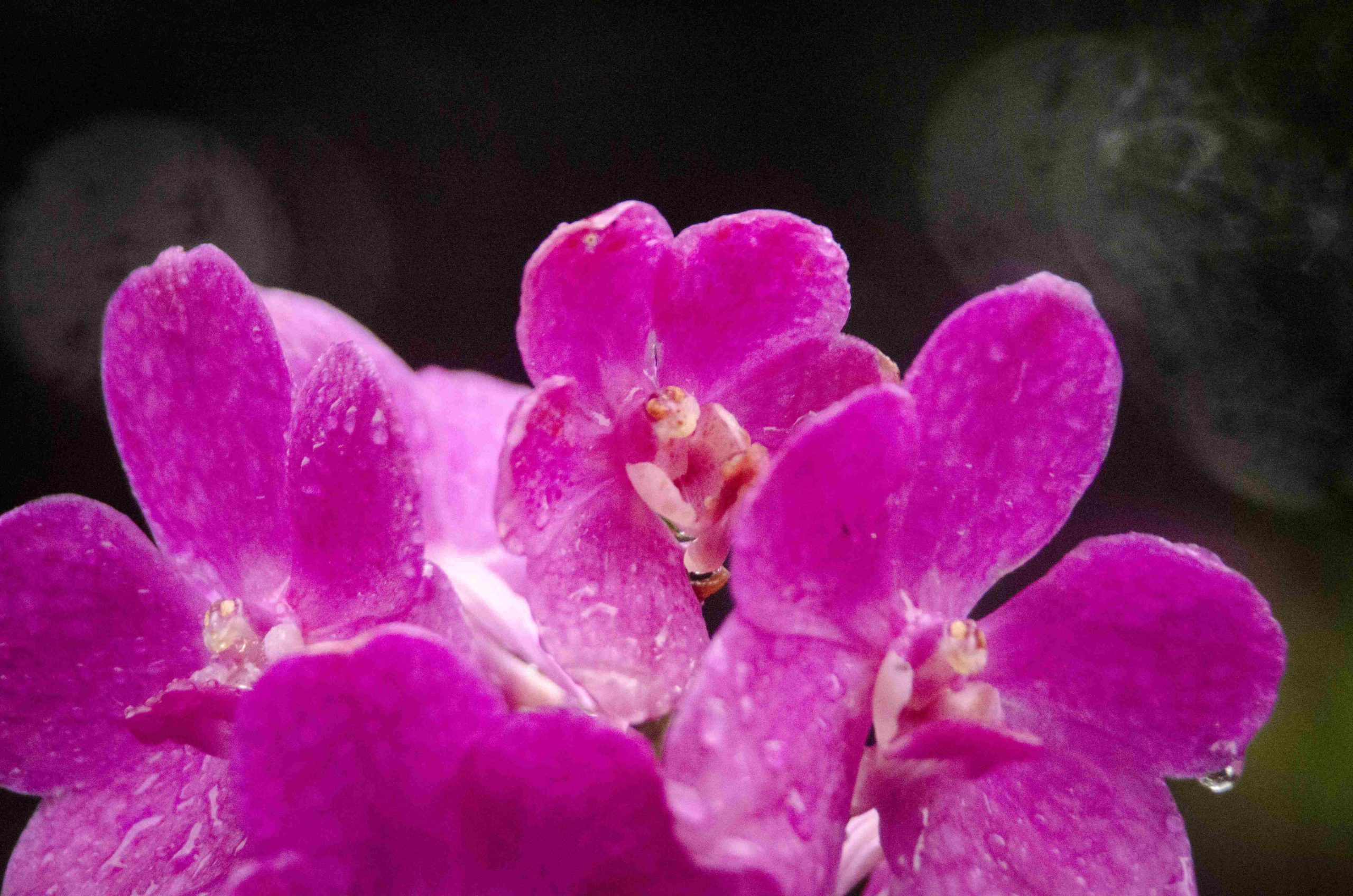Visit Singapore City: The Botanical Gardens