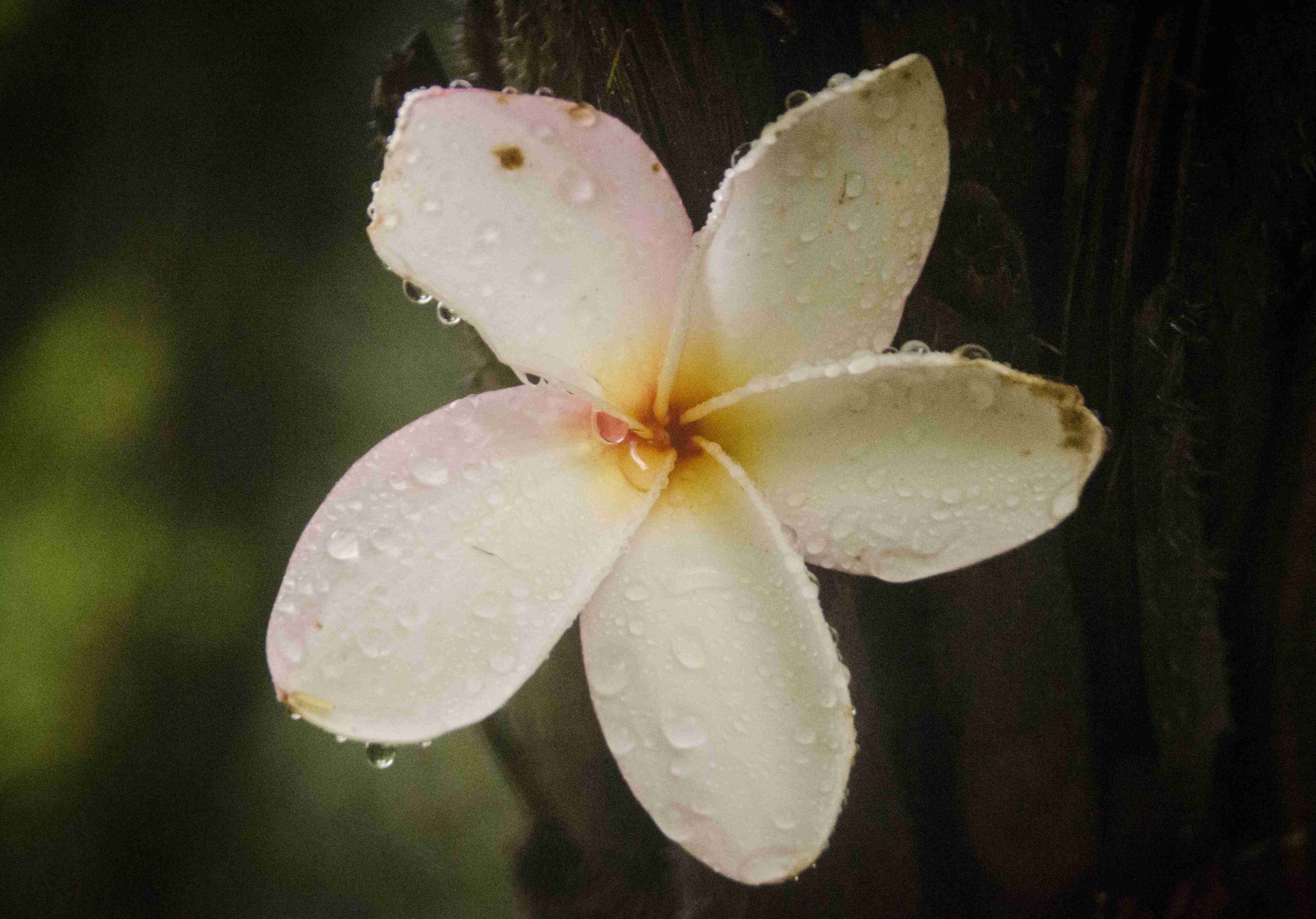 Visit Singapore City: The Botanical Gardens