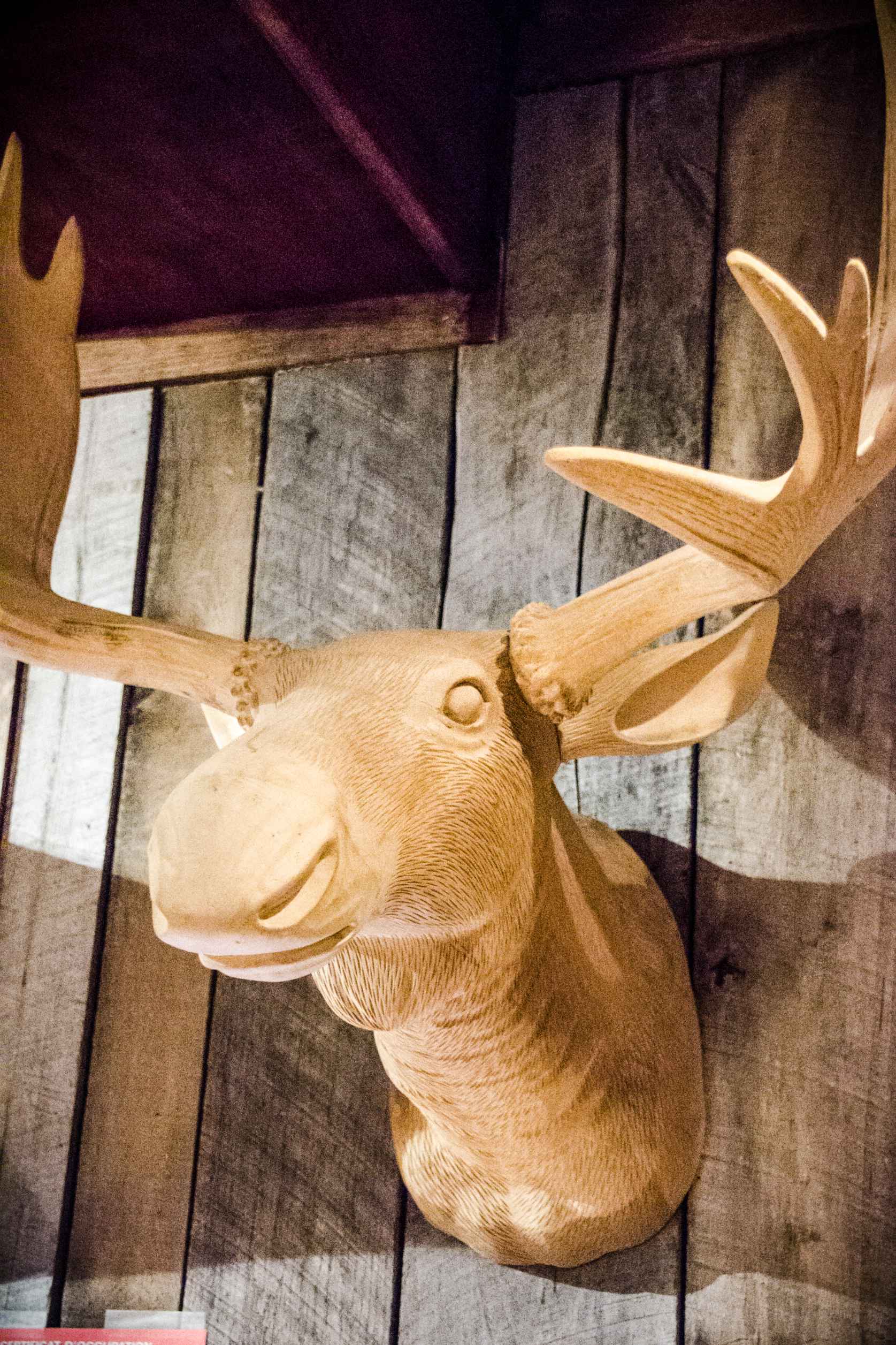 L'Orignal's moose