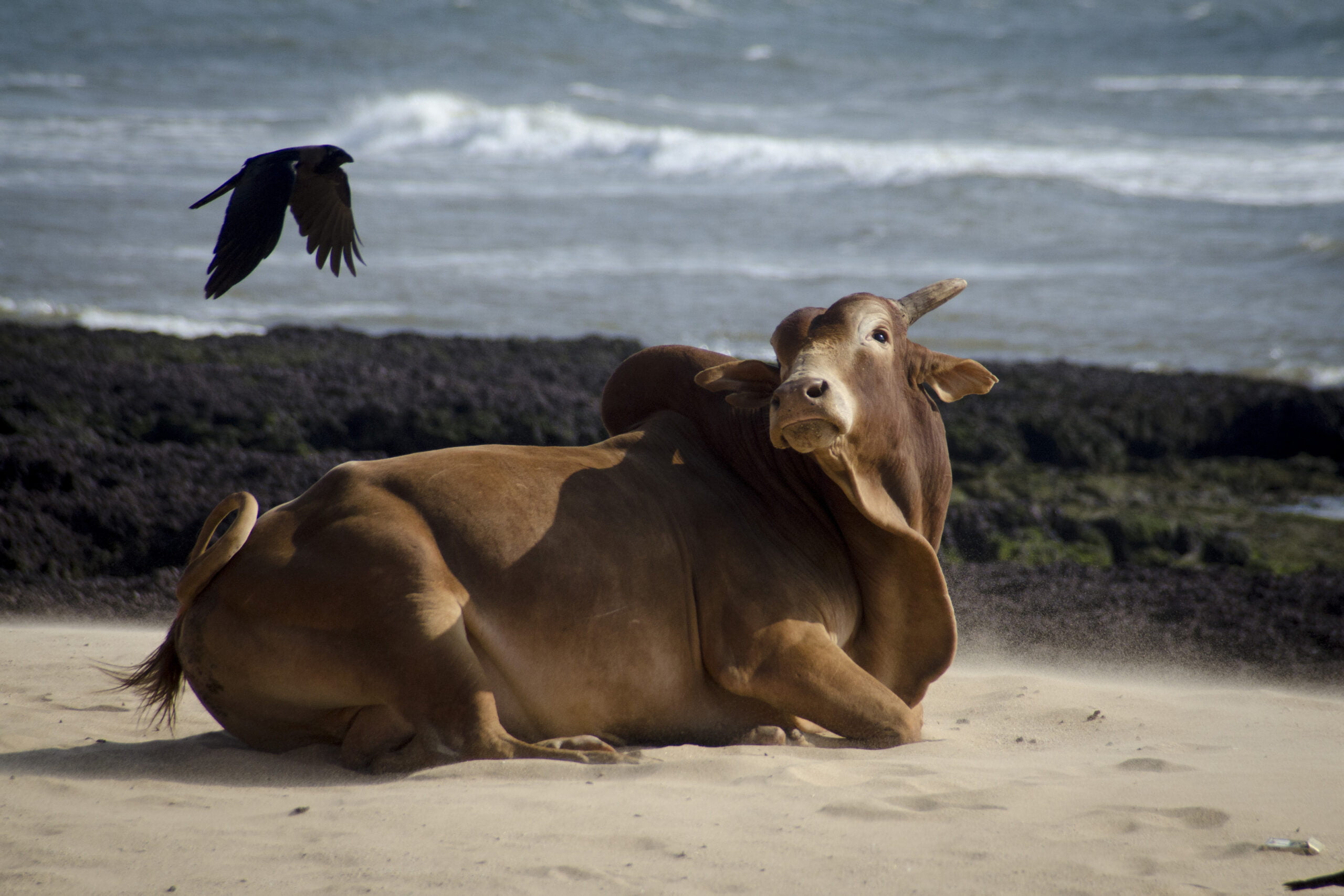 Goa Beach: Cows on the Beach