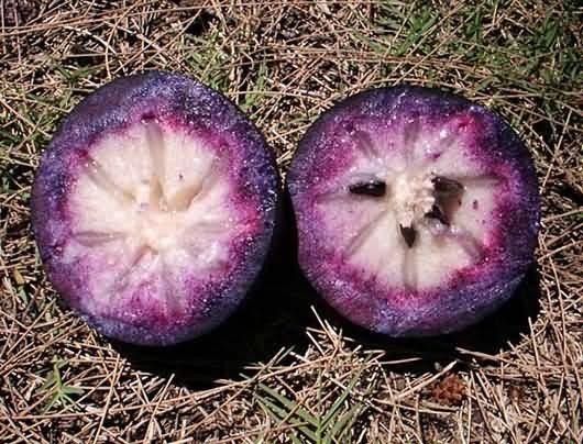 A ripe Jamaican Star Apple fruit
