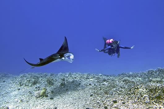 A stingray swimming in the water
