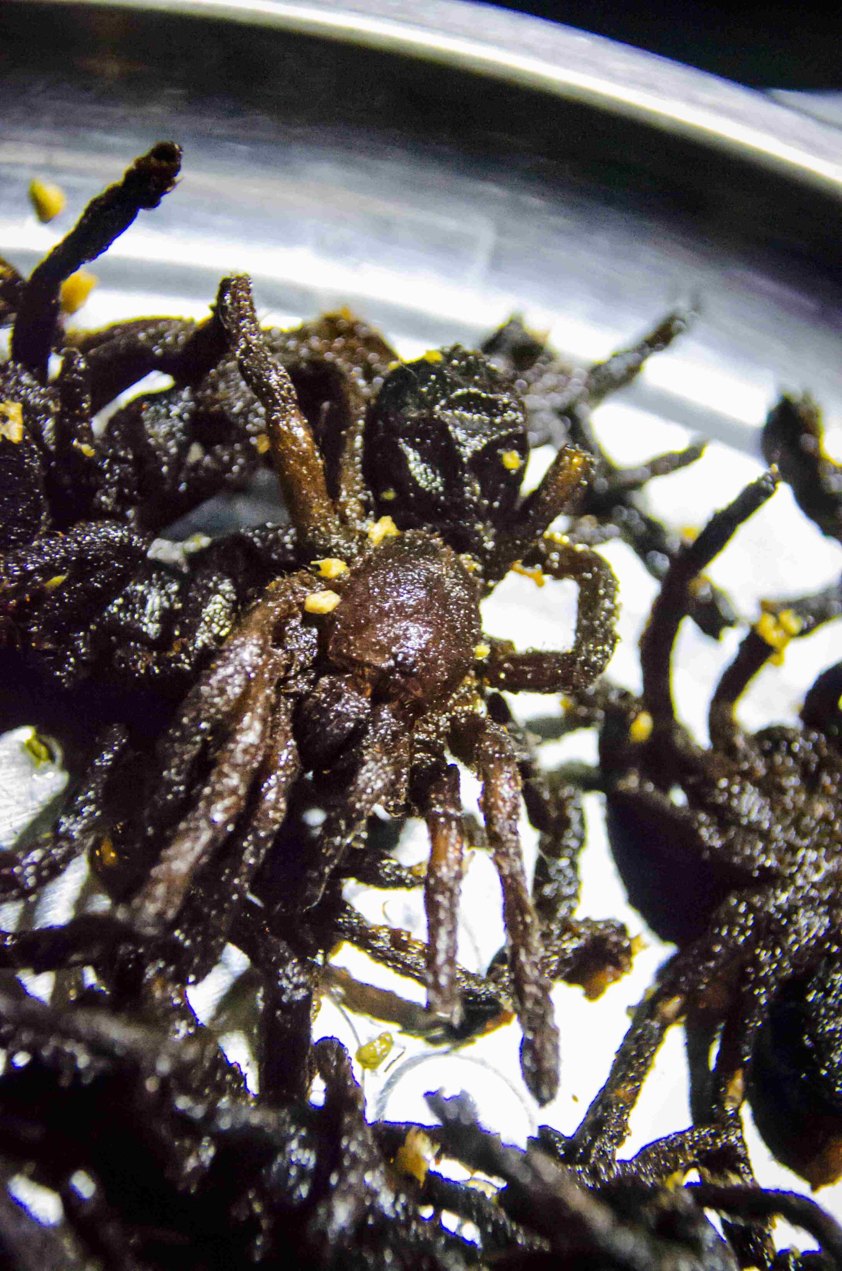 Eating Insects: Just close your eyes, it'll be over soon