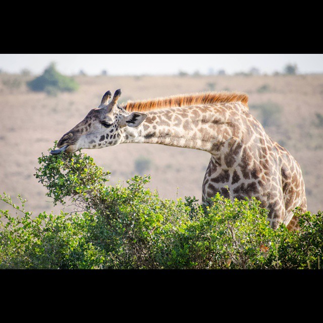 Things to do in Nairobi