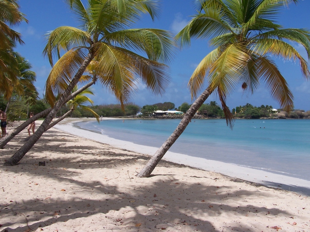 The sandy coastline of Salines Beach in Martinique