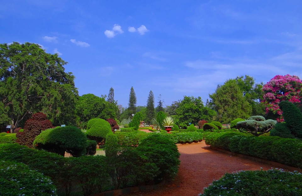 Flora at the Lal Bagh Botanical Garden in Bangalore