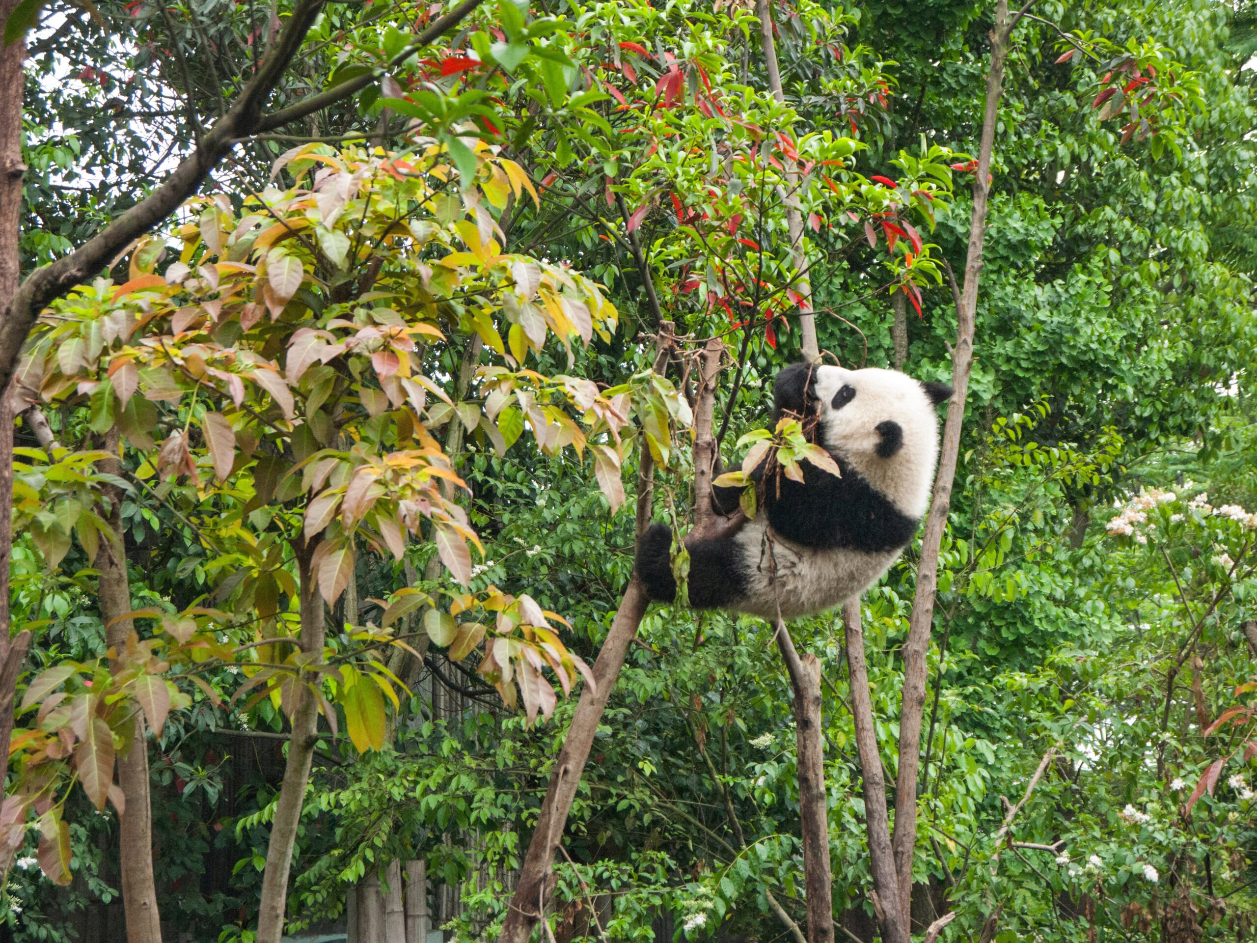 A panda resting in the trees at the Chengdu breeding center