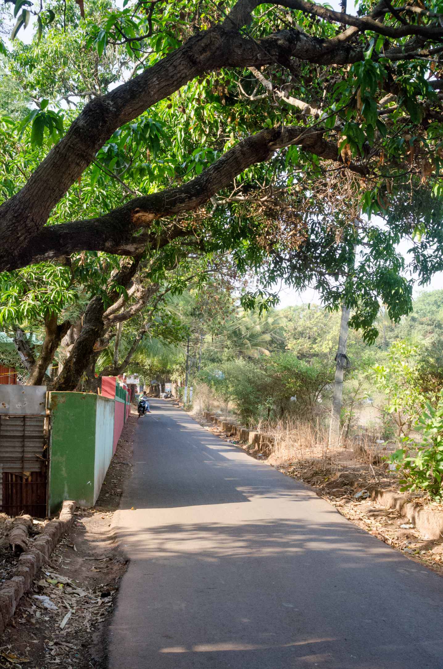 A travel scene in Goa