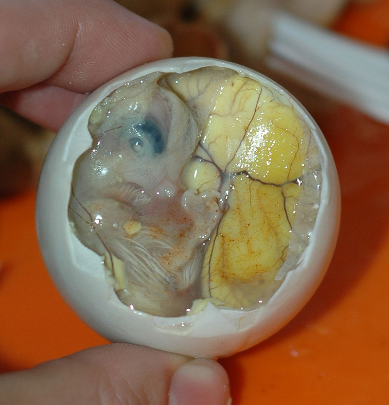 Bizarre Foods Manila