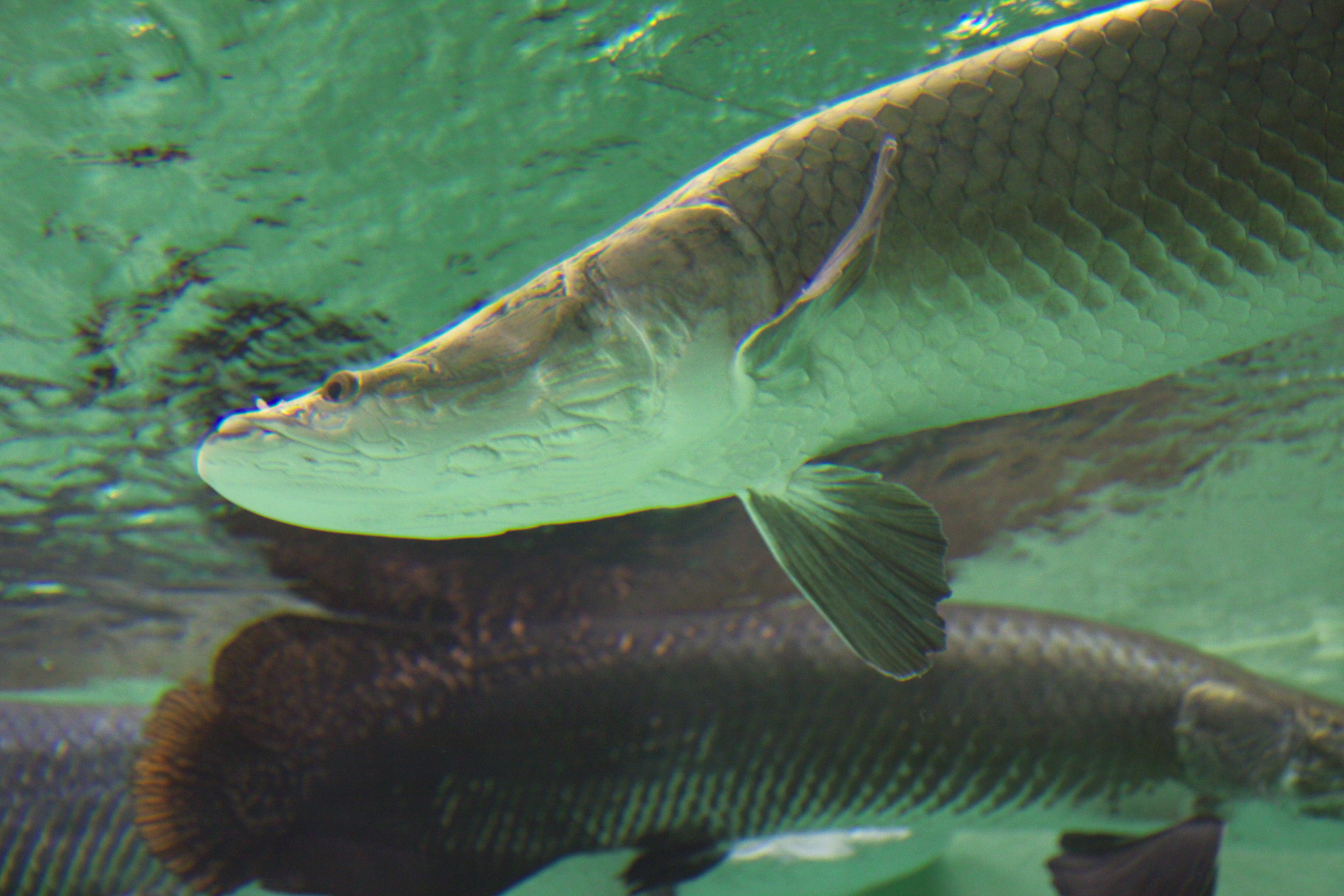 Pirarucu - photo by tab2_dawa under CC BY 2.0