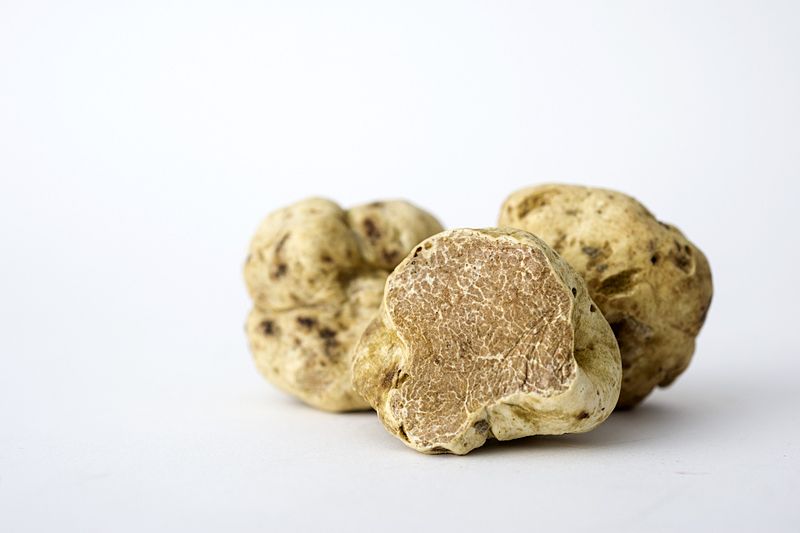 Anthony Bourdain Croatia - White Truffle - photo by Mortazavifar under CC-BY-SA-4.0