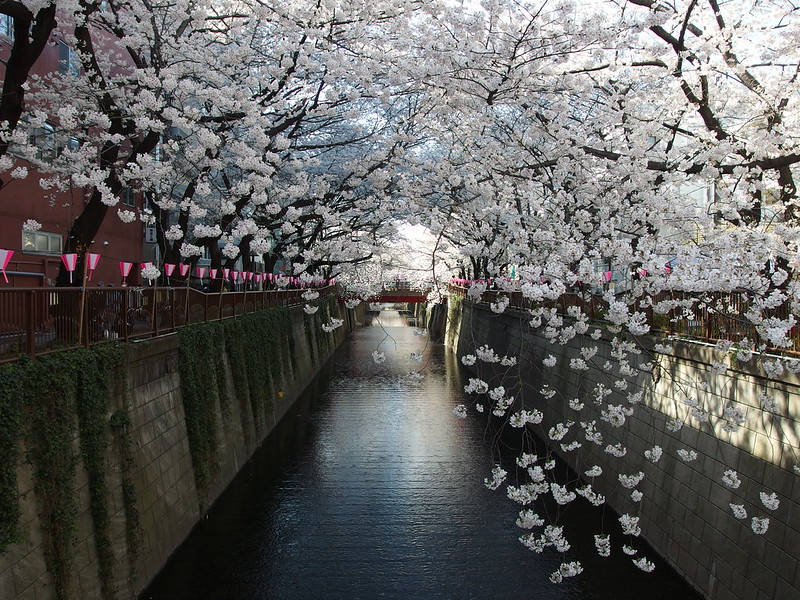 Meguro River Cherry Blossom Festival - photo by Guilhem Vellut under CC BY 2.0