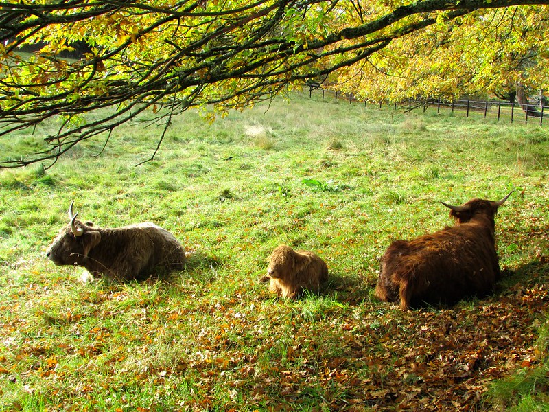 Highland cattle calf at Pollok Country Park - photo by Glen Bowman under CC BY 2.0