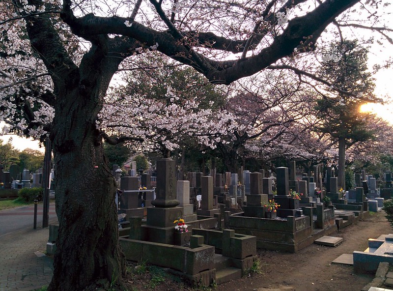 historical sites in Tokyo - cherry blossoms at Yanaka Cemetery - photo by Henry under CC BY 2.0