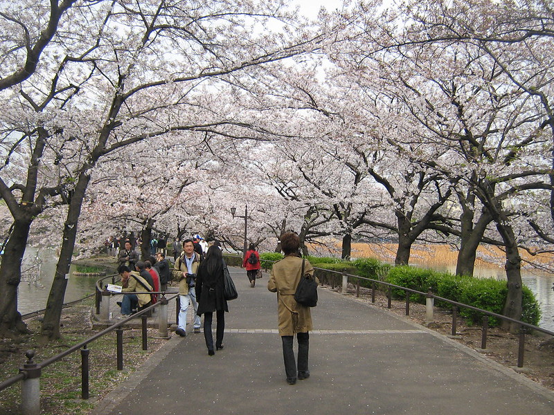 free things to do in Tokyo - Sakura Season at Ueno Park - photo by Gavin Anderson under CC BY-SA 2.0
