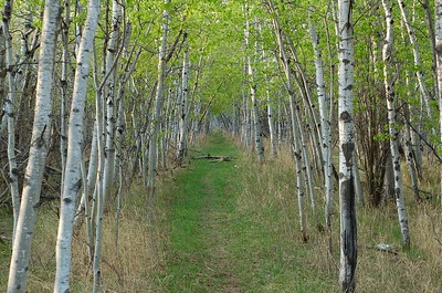 free things to do in Winnipeg - Assiniboine Forest path - photo by Dano under CC BY 2.0