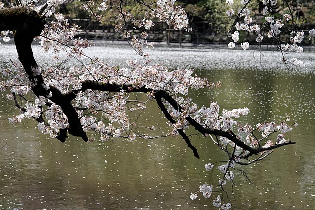 free things to do in Tokyo - the pond at Inokashira Park - photo by KimonBerlin under CC-BY-SA-2.0
