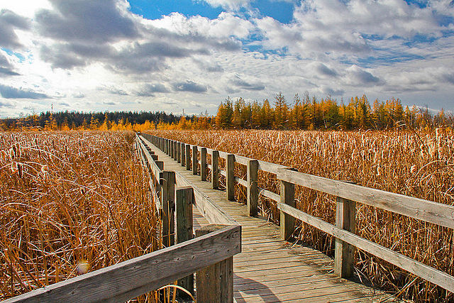 free things to do in Ottawa - Mer Bleue Bog Trail - photo by cjuneau under CC-BY-2.0