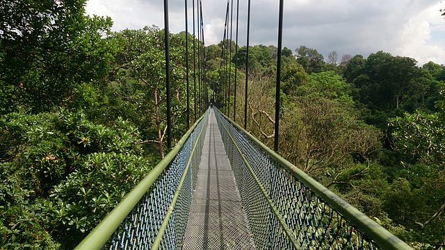 TreeTop Walk at MacRitchie Reservoir - photo by Mokkie under CC-BY-SA-3.0