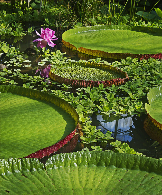 Royal Botanic Garden, Edinburgh - photo by dun_deagh under CC BY-SA 2.0