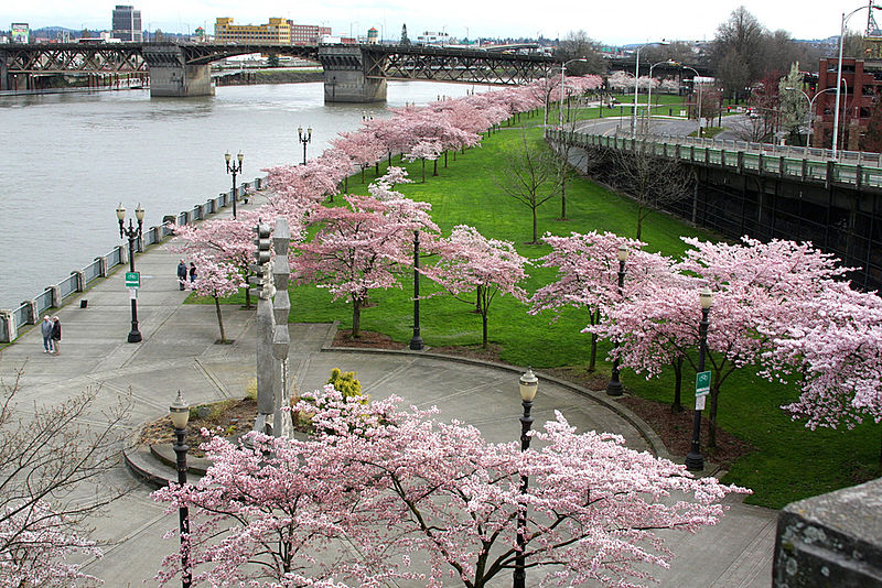 Cherry blossoms in Tom McCall Waterfront Park - photo by flickr user atul666 under CC-BY-SA-2.0