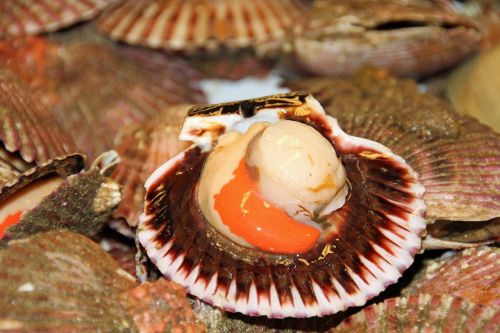 Sea Scallops - photo by MonicaVolpin under Pixabay License